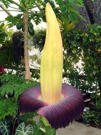 Image result for The Corpse Flower