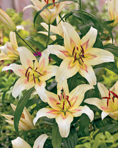 Picture Lily Flower on Wedding Anniversary Flowers Lily1