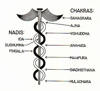 caduceus-kundalini-awakening-chakras.jpg