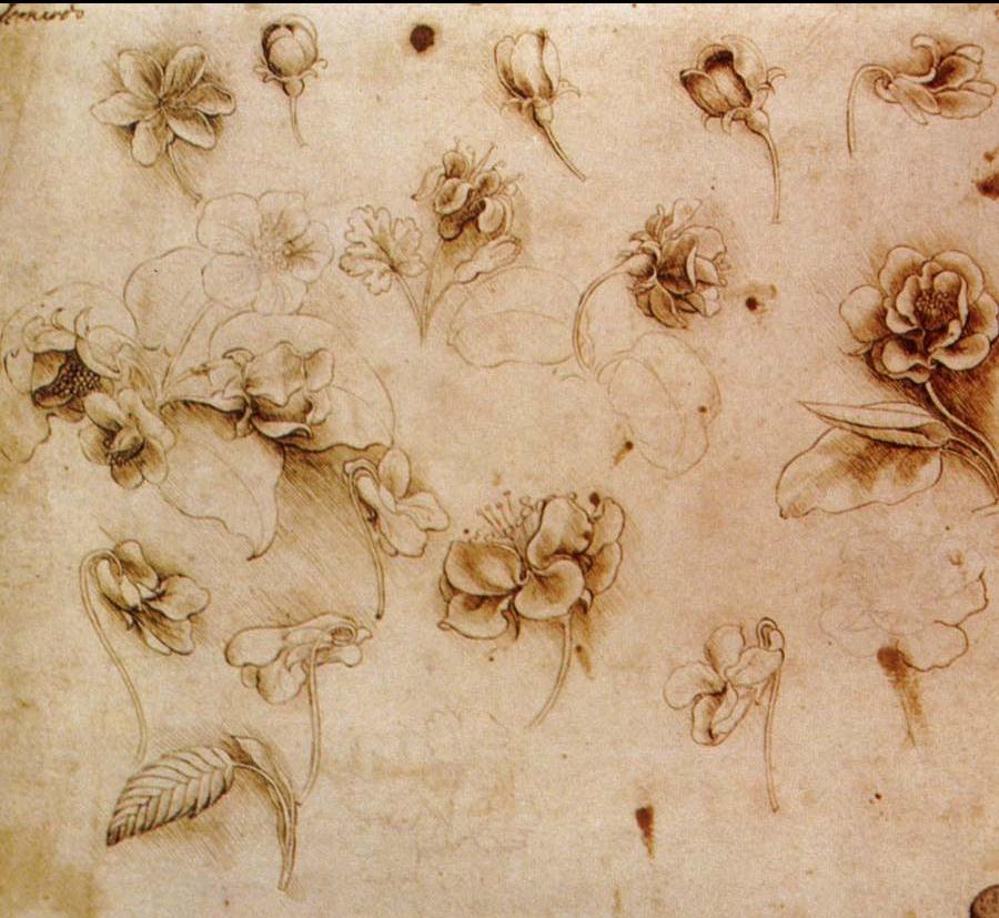 Da Vinci Life