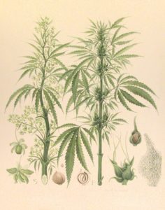 Image result for cannabis sativa