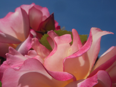ann gerard rose cut