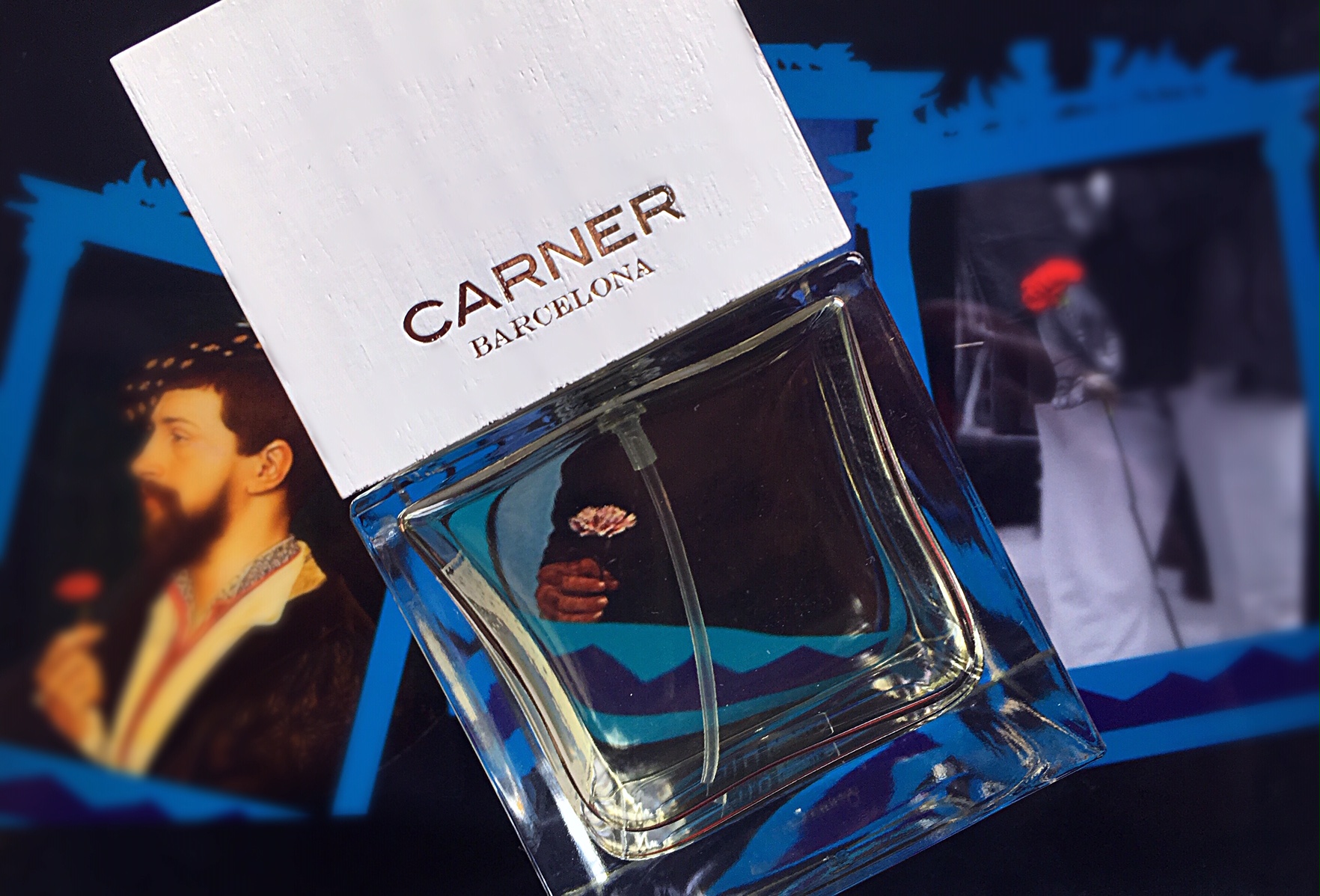 carner sweet william