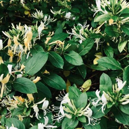 Die besten Honeysuckle-Parfums